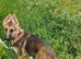 German Shepherd X Husky Female 12 Week Old Puppy in Aberdeen City