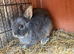 Agouti dwarf