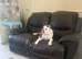 5 year old English bulldog