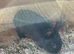 Mini lop buck 1 year old