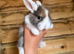 Beautiful French lop and mini lop babies