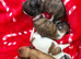 Lhasa Apso puppies for sale