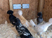 Frizzle feather & non friz polish chicks