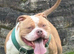 Pocket bullys
