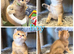 Golden British Shorthair kittens