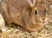 1 x BUCK/MALE BUNNY LEFT FOR SALE READY NOW!