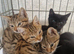 Striking domestic shorthaired farm kittens ready to go
