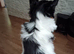 Beautiful girls Yorkshire terrier biewer