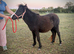 Lovely pure Falabella filly