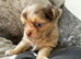 Chocolate Merle Longcoat male ready now