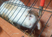 Black girl rabbit for sale