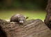 Ferret kits