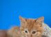 Ginger kitten 9 weeks old