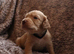Cocker spaniel puppies