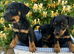 Jack Russell puppies Black and Tan