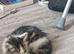 Ragdoll cross maincoon kittens
