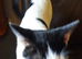 Numerous cats/kittens needing a new home
