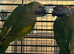 20 week old derbyan parakeet babies