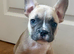French Bulldog Puppies for Sale