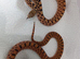 Stunning Kingsville Red Tiger Bullsnake Pair (CB2025)