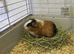 Young Male Guinea Pigs
