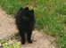 2 small house trained Pomeranians finally big enough to leave