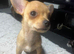 4 teacup chihuahua puppies