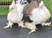 Selling health Indian fantail pigeons £50 each