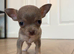 Tiny female chihuahua puppies