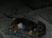 2 female miniature daushaund