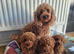 Red Toy Poodle Puppies