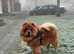 Kennel club registered chow chow stud!!