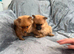 Pomeranian Puppies