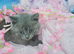 Tica registered blue girl ready to leave