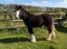 FURTHER REDUCED. Blagdon yearling colt