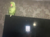 Male ringneck