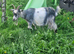 Goats for sale
