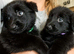 Stunning puppies