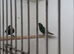 Parrot Finches