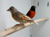 Red Siskin