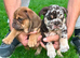 Merle English Bulldog Puppies