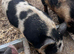 Intact Gloucestershire old spot/Kune Kune/Juliana cross boar