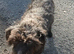 Doxiepoo