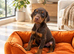 Doberman black and tanned/brown and tanned puppies