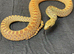 Bullsnake, Stillwater Hypo Poss Het Axanthic (Ghost) – CB 2025