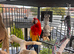 Macau parrot for sale