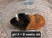 Baby guinea pigs ready now