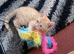 Kittens need forever homes