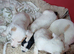 Jack rusell puppys