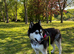Siberian huskie